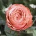 Роза классическая Kahala