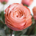 Роза классическая Kahala