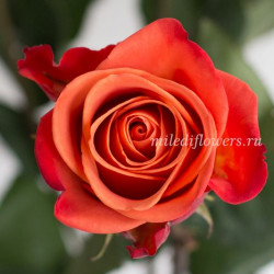 Роза классическая Orange Crush