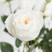 Роза пионовидная White Cloud