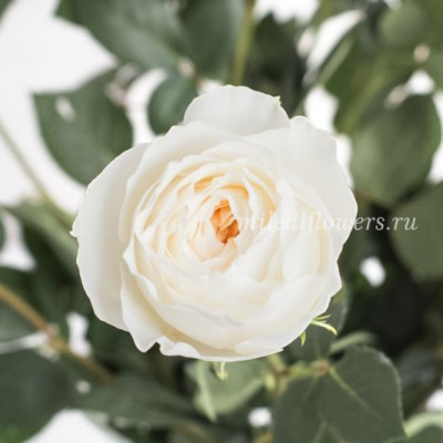 Роза пионовидная White Cloud