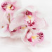 Орхидея Cymbidium Pink