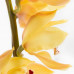 Орхидея Cymbidium Yellow