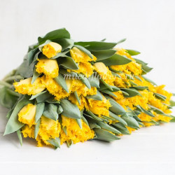 Тюльпан Yellow Valery