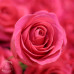 Хит! Букет 25 роз Пинк Флойд (Эквадор 60 см)