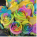 Букет 25 радужных роз (Эквадор 50 см)