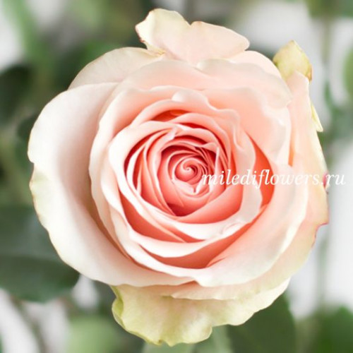 Купить розы Amorosa | Цветочный интернет-магазин Миледи