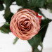 Роза классическая Cappucino