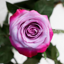 Роза классическая Deep Purple
