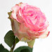 Роза классическая Esperance