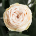 Роза кустовая Galina