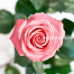 Роза классическая Hermosa