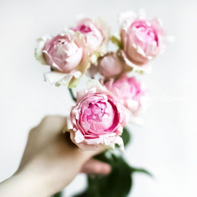 Роза кустовая пионовидная Lace Pink