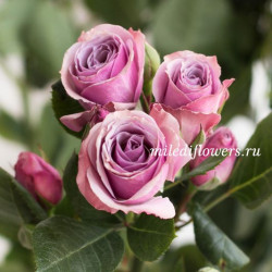 Роза кустовая Lavender Irishka