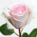Роза классическая Novia