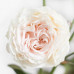 Роза кустовая Pearl Diamond
