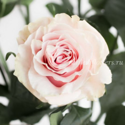 Роза классическая Pink Mondial