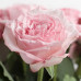 Роза пионовидная Pink O'Hara