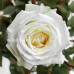 Роза классическая Playa Blanca