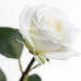 Роза классическая Playa Blanca