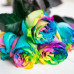 Роза классическая Tinted Rainbow