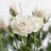 Роза кустовая Royal Porcelina