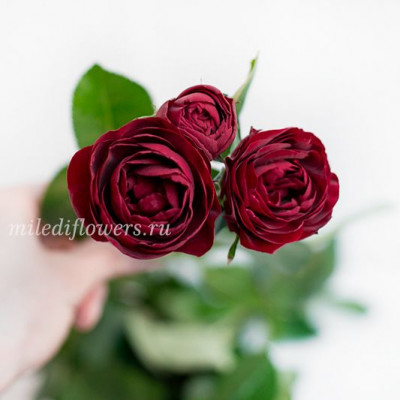 Роза кустовая Ruby