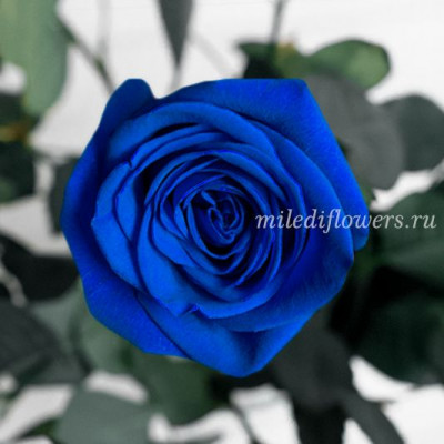 Роза классическая Tinted Blue