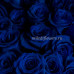 Роза классическая Tinted Blue