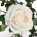 Роза классическая Vendela