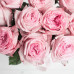 Монобукет из 11 роз Pink O'Hara