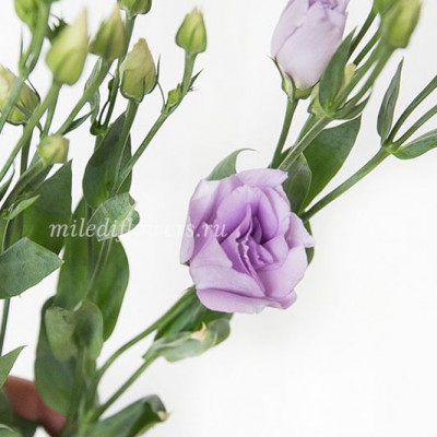 Лизиантус Rosita Lavender