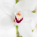 Орхидея Cymbidium White