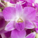 Орхидея Dendrobium Cyclamen