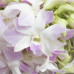 Орхидея Dendrobium Purple