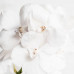 Орхидея Vanda Diamond White