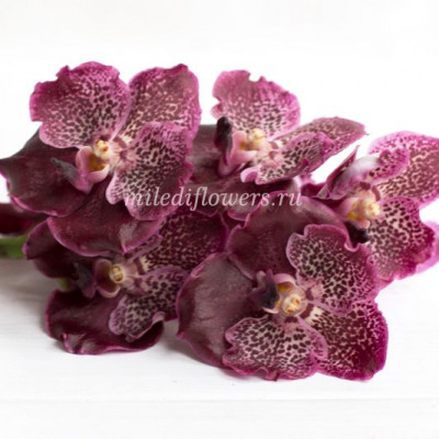 Орхидея Vanda Purple Spot