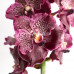 Орхидея Vanda Purple Spot