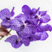 Орхидея Vanda Blue Magic
