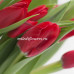 Тюльпан Ruby Red