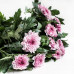 Хризантема Pip Pink